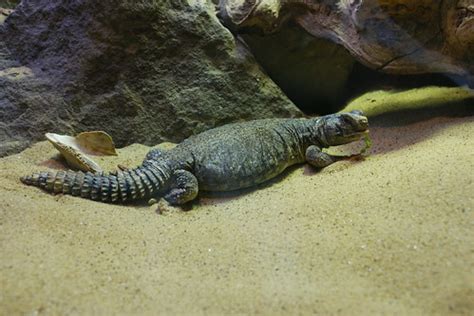 Uromastyx dispar | The Reptile Database