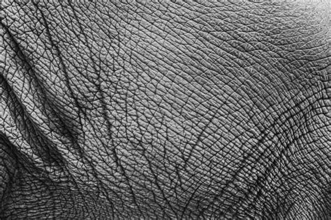 How did the Elephant Skin get its Cracks? New Research Has an Answer | Discover Magazine