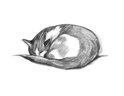 Cat Drawing, Pencil Drawing of Cat, Gift for Cat Lover, Cat Sketch ...