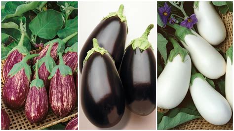 10 Eggplant Varieties Fresh for 2019 - Growing Produce