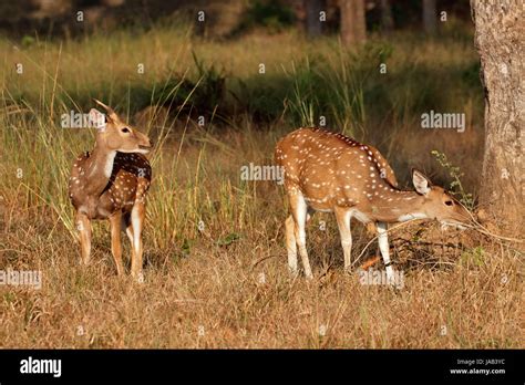 Spotted deer or chital (Axis axis) in natural habitat, Kanha National ...