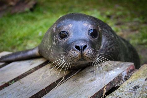 Visit Us - Seal Rescue Ireland