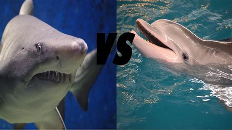 Dolphins VS Sharks - Who would win? - YouTube