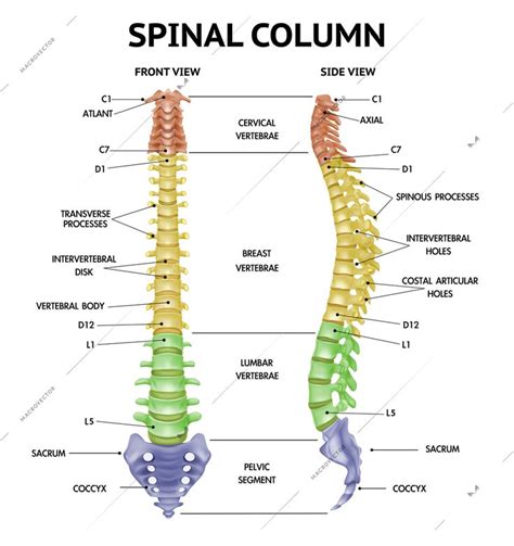 Spinal column anatomy side front views realistic info-chart medical human skeleton parts ...