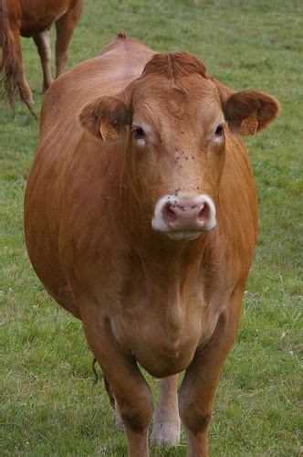 10 Facts about Limousin | Less Known Facts