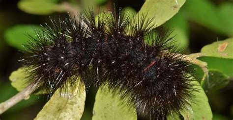 16 Black Caterpillars (Including Fuzzy): Visual Identification Guide