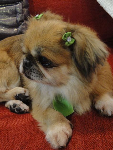 little boy Jerry ♥. He's an androgynous Peke. | Pekingese puppies ...