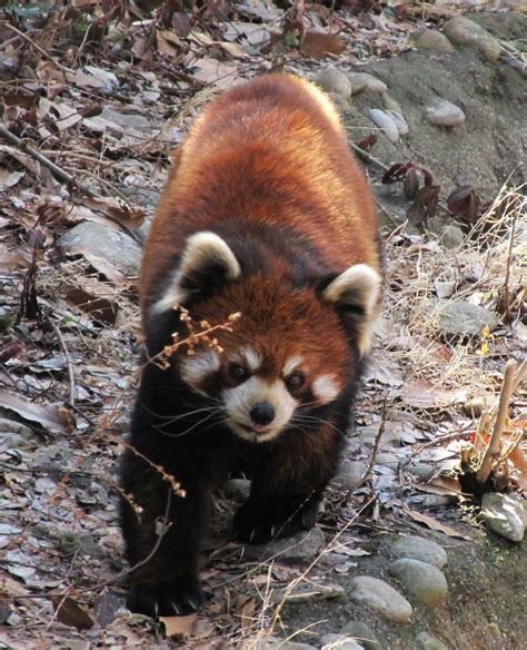 Red Panda, my husband's favorite (aka "Fire Fox"). Cincinnati Zoo, 2011 ...