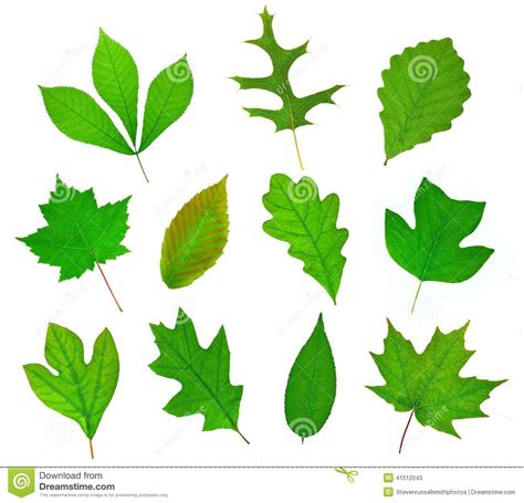 A beautiful collection of leaves from important deciduous trees of ...