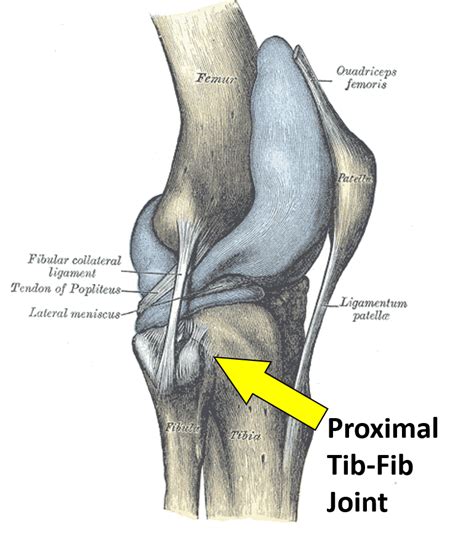 Fibular Head Pain? Here's What to Do! - Centeno-Schultz