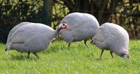 Guinea fowl colours for adults and keets. - Cluckin