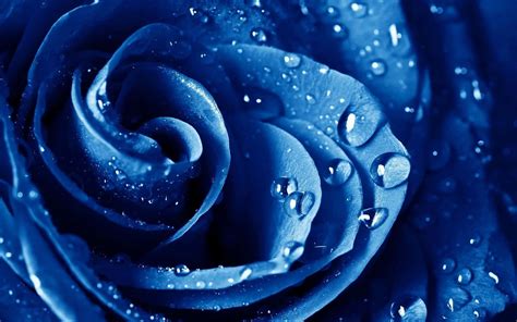 Beautiful Wallpapers Of Blue Roses