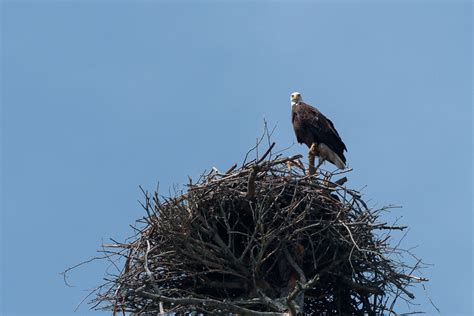 Nesting American Bald Eagle - Trevor LaBarge