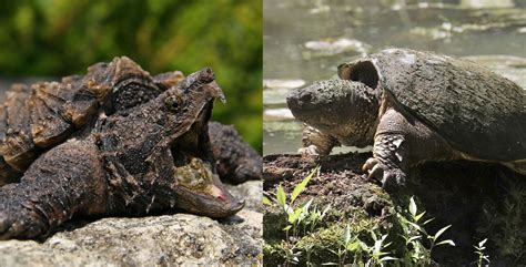 What's the difference?: Common snapping turtle vs. alligator snapping ...