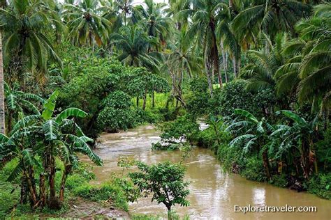 Tropical Rainforests Of The Philippines - EXPLORETRAVELER