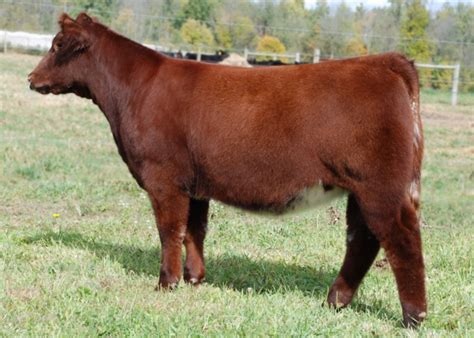 Shorthorn plus | Show cattle, Cattle, Breeds