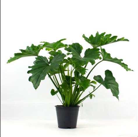 PHILODENDRON SHANGRI LA - My Plant Warehouse - Indoor Plants Warehouse