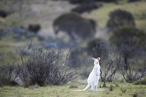 White Wolf : Rare albino kangaroo found in Canberra national park (Photos)