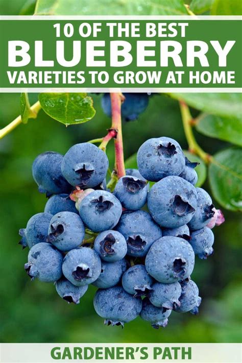 Top 10 Blueberry Varieties to Grow at Home | Gardener’s Path