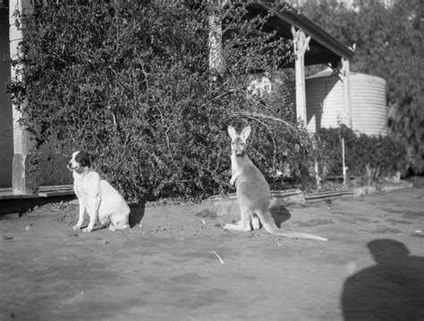 Dog and kangaroo. | Free Photo - rawpixel