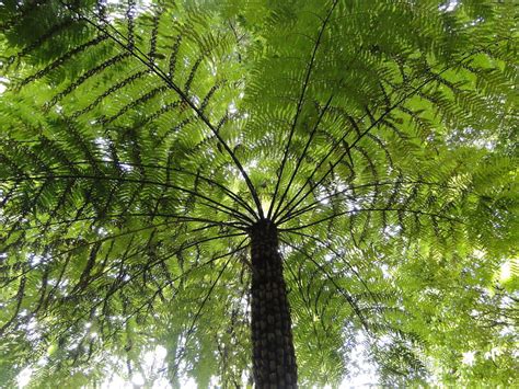 Rough Tree Fern | Rough Tree Fern Cyathea Australis