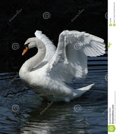 Danza del cisne | Cisnes, Videos de animales tiernos, Paisaje de fantasía