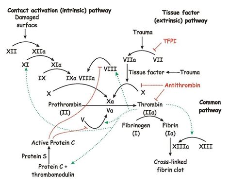 22 best images about Clotting cascade on Pinterest | Set of ...