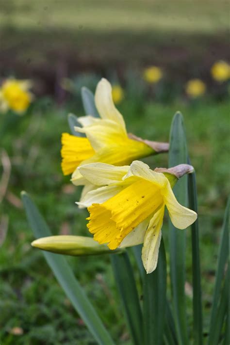 John Grimshaw's Garden Diary: Wild Daffodils at Farndale