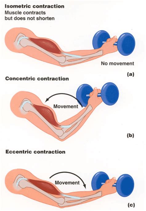 Eccentric Vs. Concentric training. Which Is Better? | Evidence Based ...