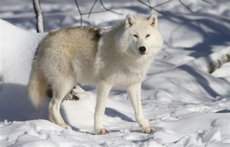 Arctic Wolf - Facts and Beyond | Biology Dictionary