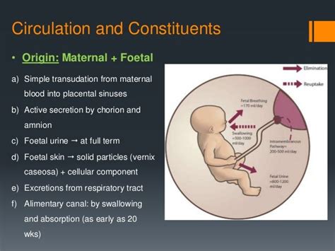 Amniotic fluid