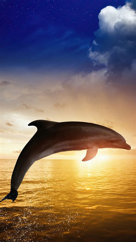 2160x3840 Dolphin Jumping Sony Xperia X,XZ,Z5 Premium ,HD 4k Wallpapers ...