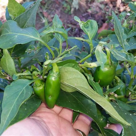 Growing Jalapenos Step by Step