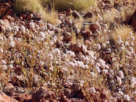 Photo of desert plants | Free australian stock images