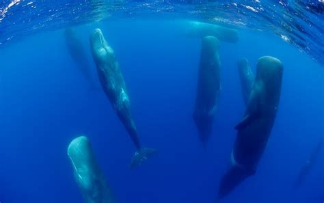 ELI5: How do whales sleep at night? : r/explainlikeimfive