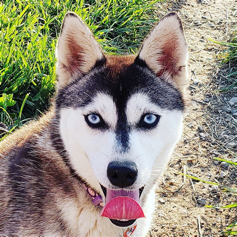 Alaskan Klee Kai Puppies For Sale | Scottsboro, AL #298004