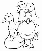 Baby Ducks Coloring Pages  Cute Printable Sheets sketch template
