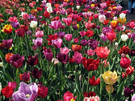 thaumazein: DUTCH TULIPS