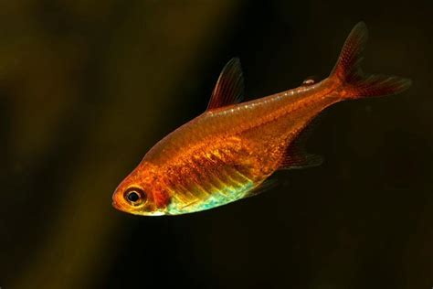 Ember Tetra: Care Guide, Pictures, Types & Lifespan | Hepper