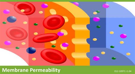 Membrane Permeability