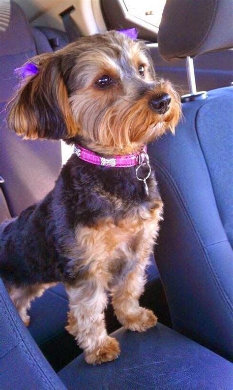 20 best Yorkie Poo Haircuts images by Susan on Pinterest | Yorkie poo ...