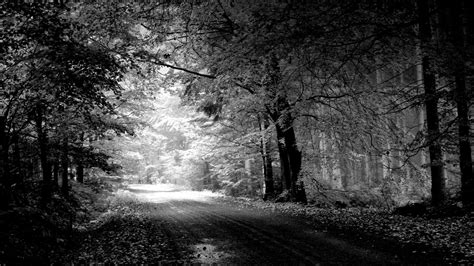 Download Free Black and White Forest Wallpaper | PixelsTalk.Net