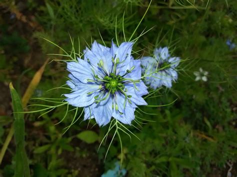 Nigella (Love-in-a-mist; Devil-in-a-bush) – A to Z Flowers