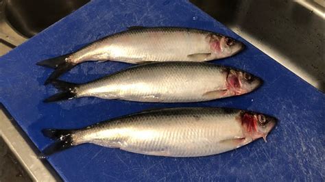 How to prepare & cook fried herring. Sustainable sea fish U.K. Healthy ...