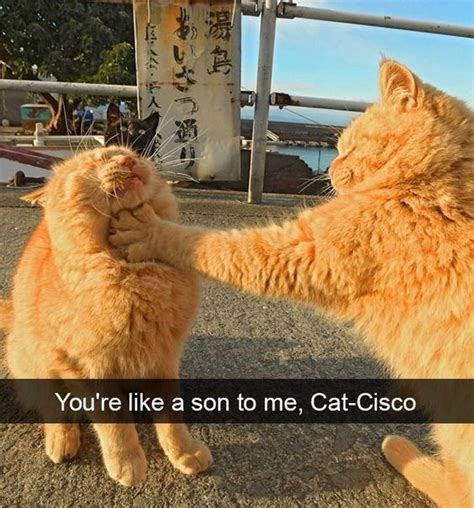 Ginger Cat Appreciation (Memes, Snaps, And Pics) | Cats, Orange cat, Orange cats