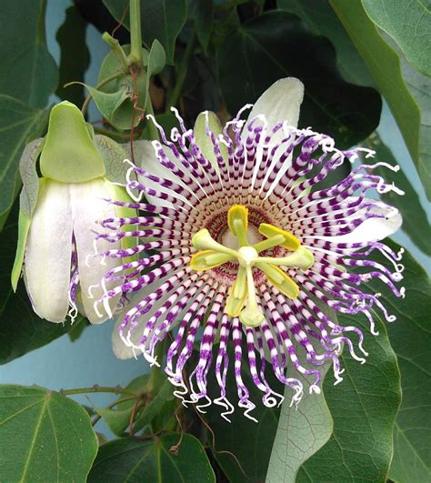 Free Images : flowering plant, purple passionflower, giant granadilla ...