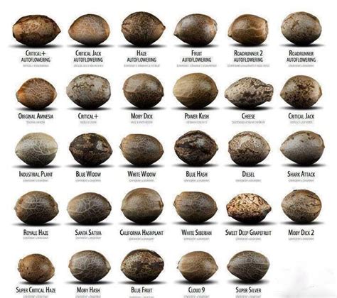 Different Strains of Cannabis Seeds | Noteworthy | Pinterest