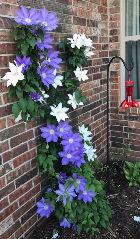 Clematis Trellis For Pots - Mbi Garden Plant