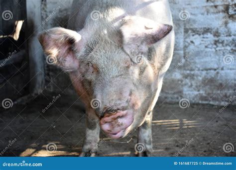 Big White Happy Pig on Farm Stock Image - Image of small, animals ...