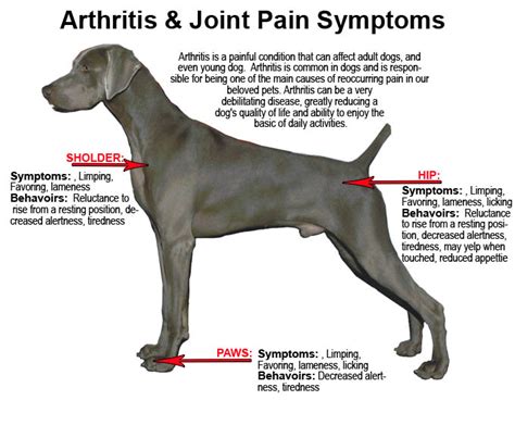 How to Avoid Dog’s Joint Discomfort – Best Joint Pain Relief ...